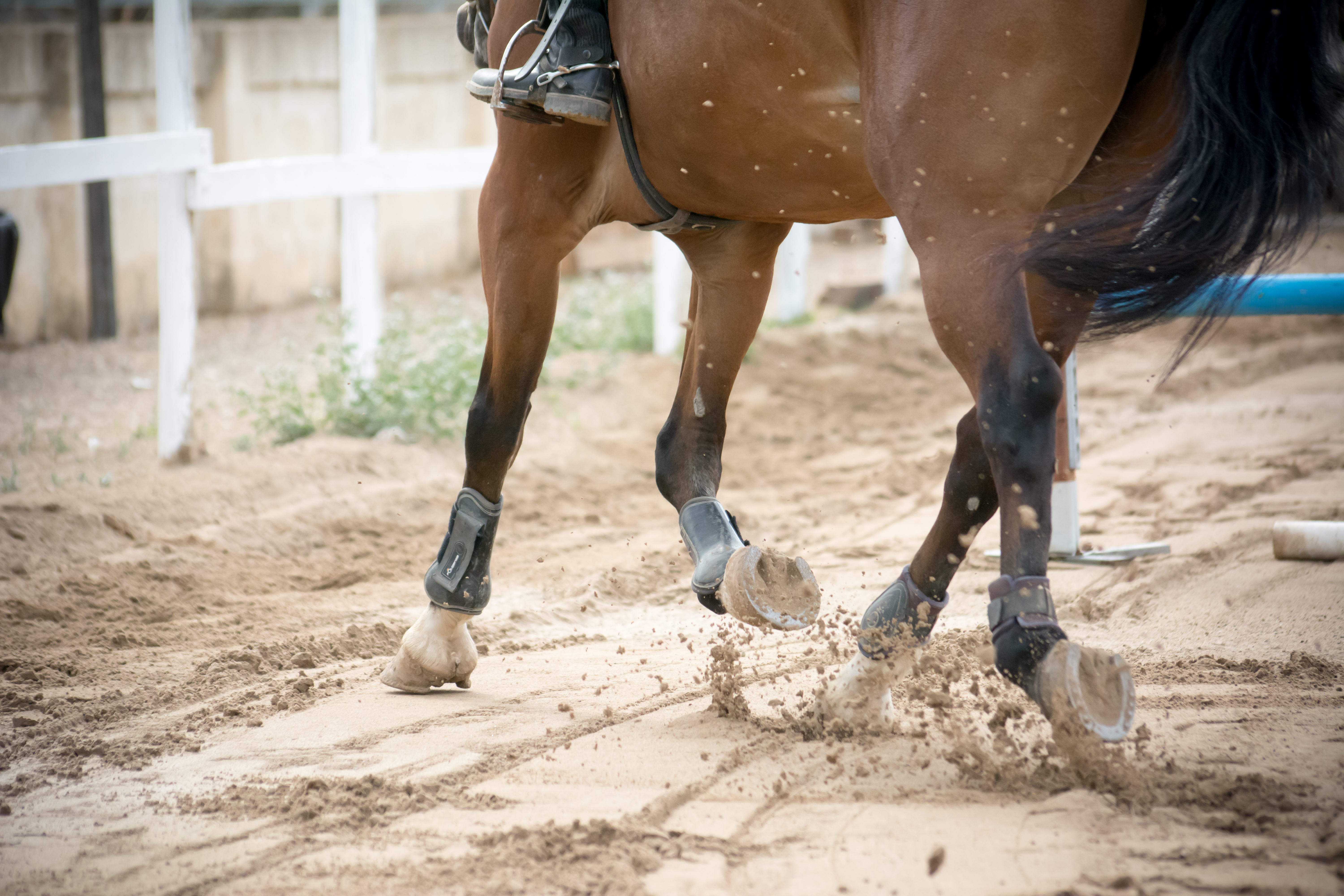 close up of horse hooves trotting on blur background