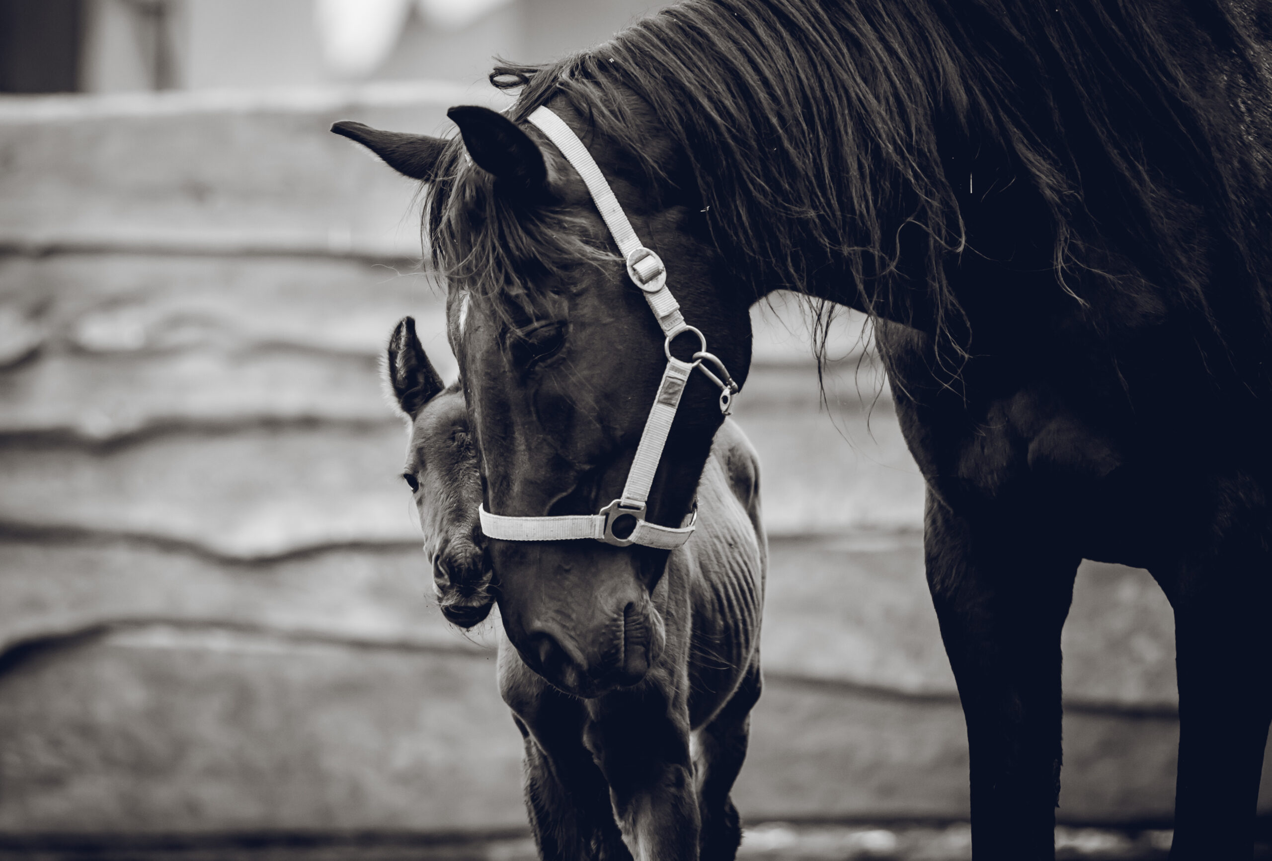 A newborn colt walks in the pen with her mother